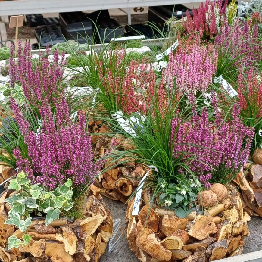 Fleurs & plantes de saison 8 1000032945